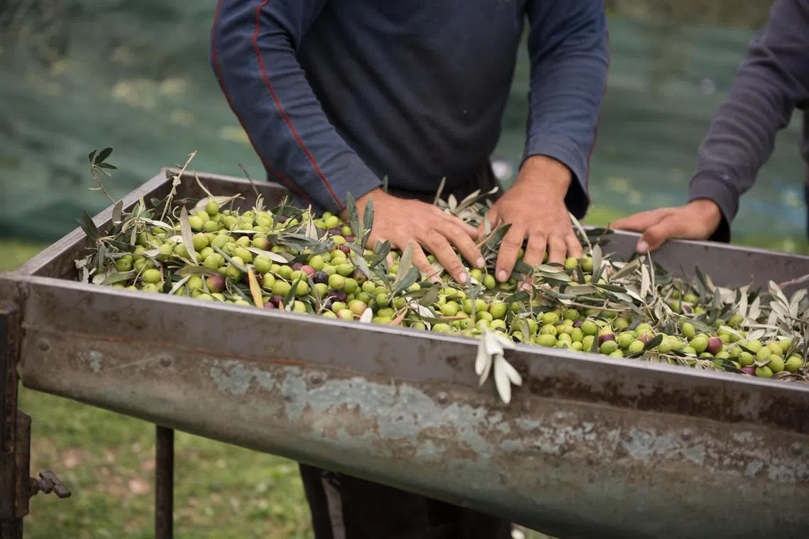 Papa's Grove is a family-owned, award winning brand that has been producing some of the world's finest olive oil from its family estate in Peloponnese, Greece for four generations. The brand will showcase a selection of pure extra virgin olive oils, raw honeys, as well as other healthy produce such as lemon-baked pistachios and aromatic organic oregano at the Farmers Market organised by City Sprouts.