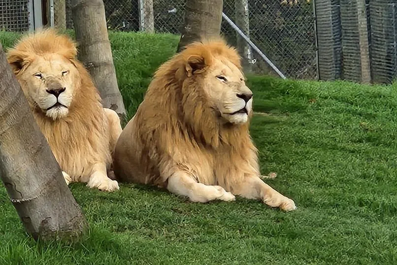 Troubled New Zealand wildlife park to euthanise seven lions