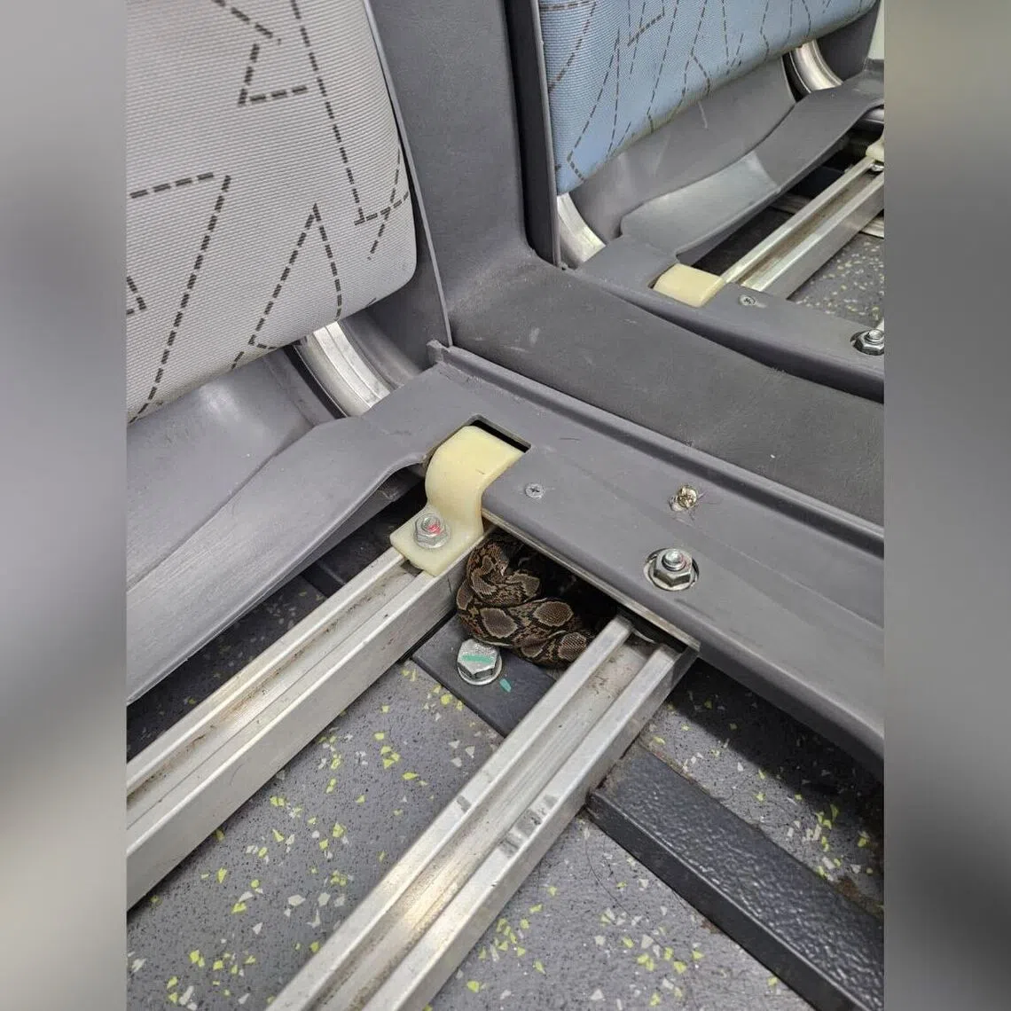 The juvenile python was located resting under a seat at the back of the bus on Oct 22.