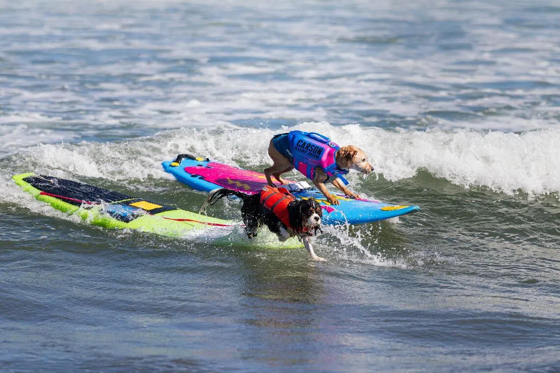 Sammy Jr, a King Charles Cavalier Spaniel, and Carson, a rescue from southern California, share a wave.