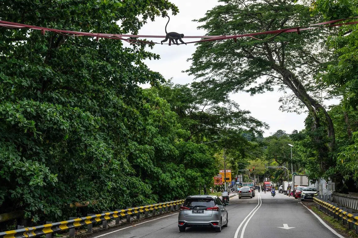 Sky bridges, citizen science protect endangered Malaysia monkeys