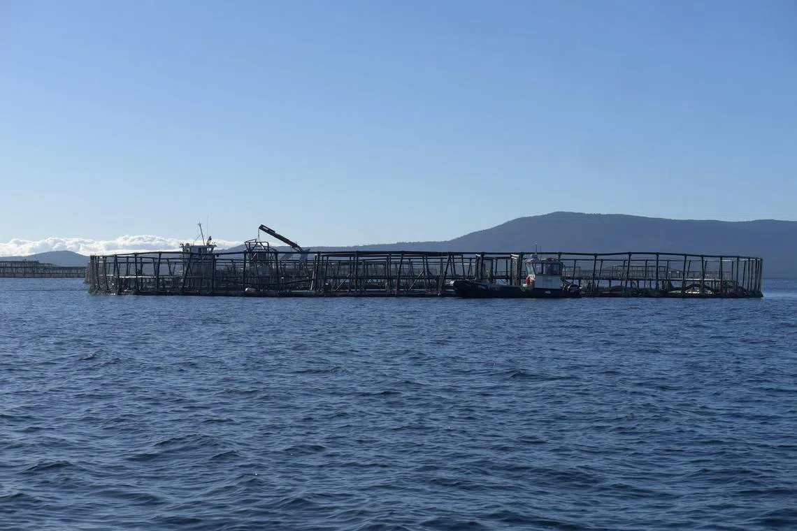 In the warm, summer temperatures, a bacterium had taken hold in some of the salmon pens in Tasmania, Australia, leading to dead salmon falling apart. 