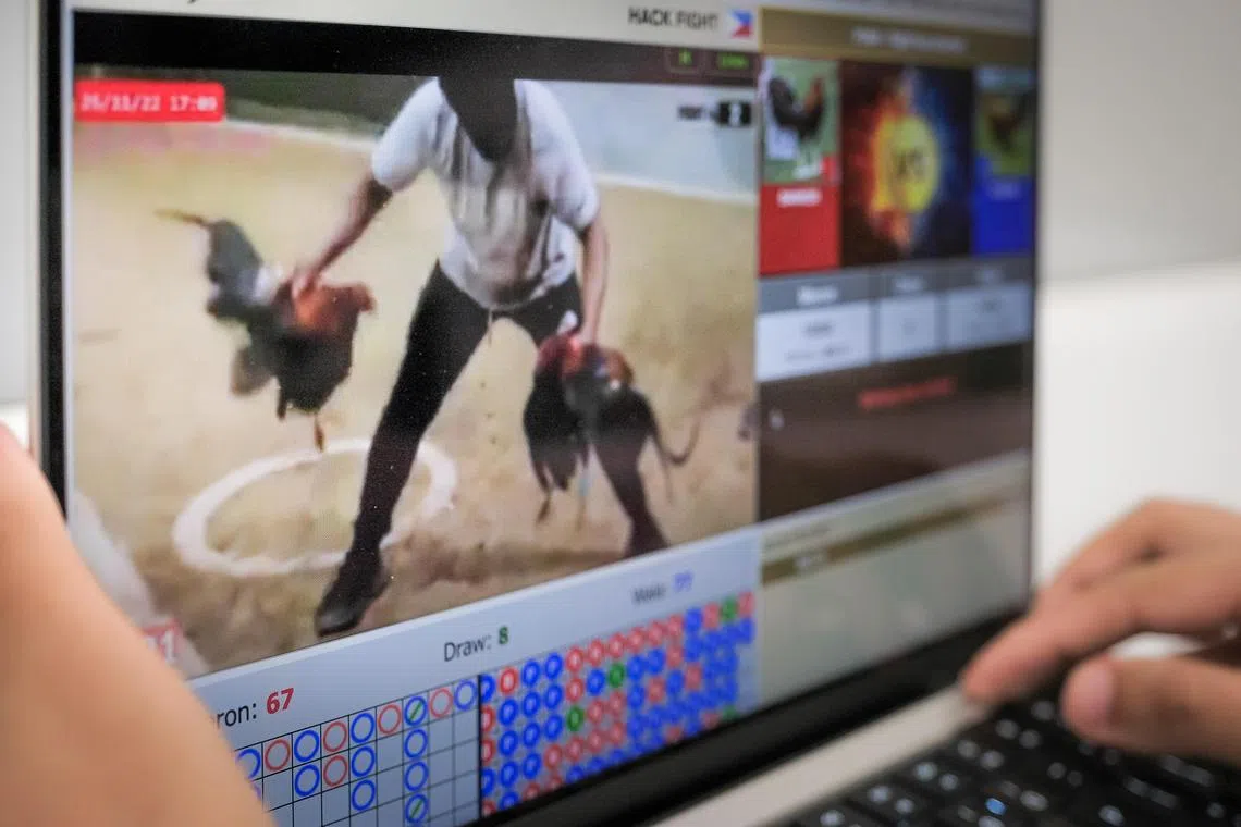 A screen showing a live online gambling of cock fights, 25 Nov 2022. A remote gambling operator based in Malaysia markets itself towards Singaporeans. Besides the typical offerings of slot games and sports betting, the operator also allows bets to be placed on cockfights, although users here are required to use virtual private networks (VPNs) and possess Malaysian bank accounts. Despite its claims of being a trusted casino company here, the Ministry of Home Affairs cautions that individuals who make bets through the operator are running afoul of the law.