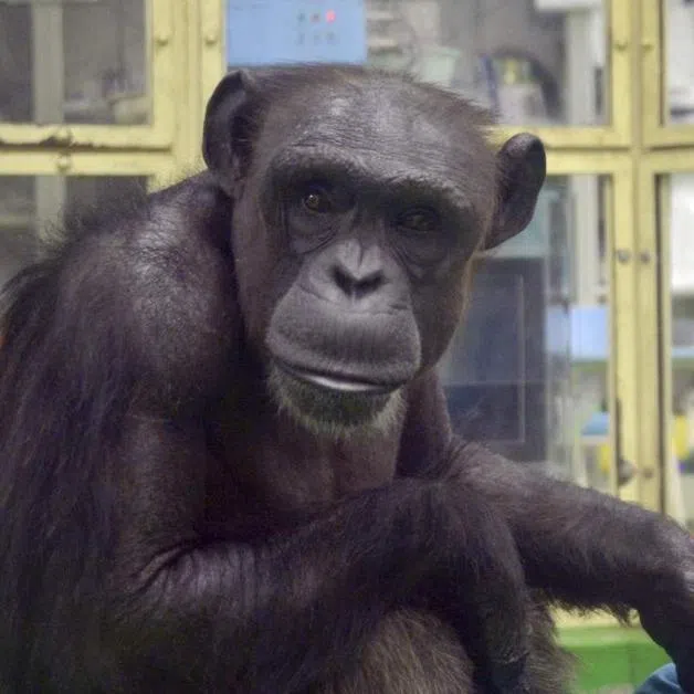 A female chimpanzee in Japan, known for her ability to recognise numbers, has died at the age of 49.