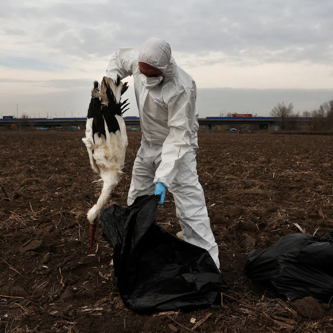 A forestry agent puts a dead stork inside a trash bag found in a field next to the Manzanares river in Perales del Rio, near Madrid, Spain, December 12, 2025. Forestry agents have collected hundreds of dead storks along wetlands in southeastern Madrid, as authorities have confirmed four outbreaks of bird flu in wild birds in the region. REUTERS/Susana Vera