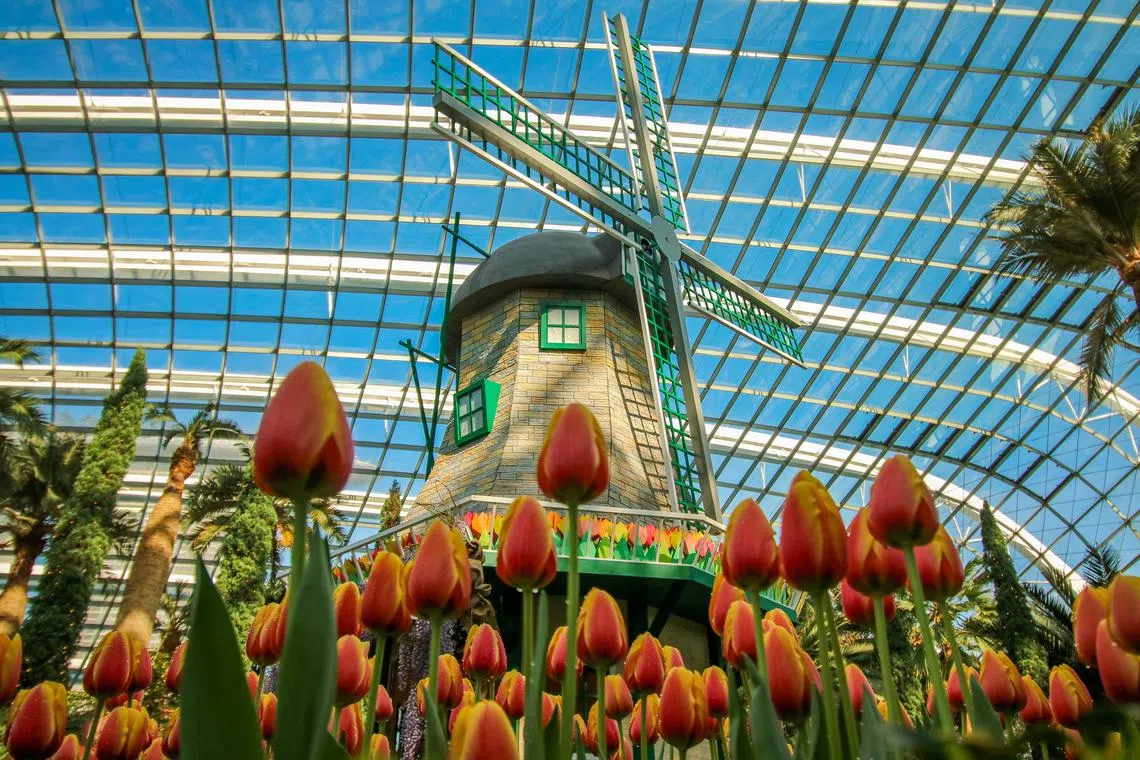 The Tulipmania display at Gardens by the Bay.