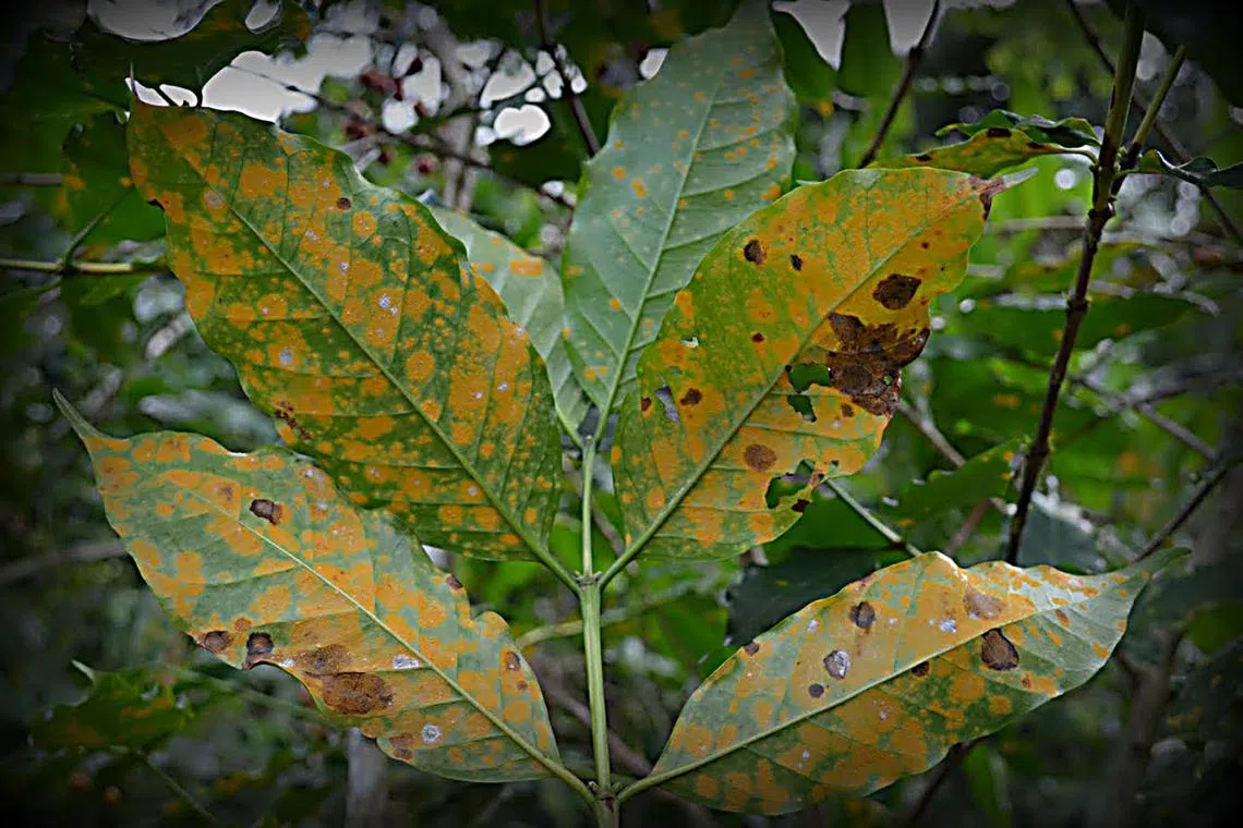sbcoffee15 - Arabica leaves affected by coffee leaf rust, a fungal disease that has no cure. 

Credit: Purdue University/Catherine Aime