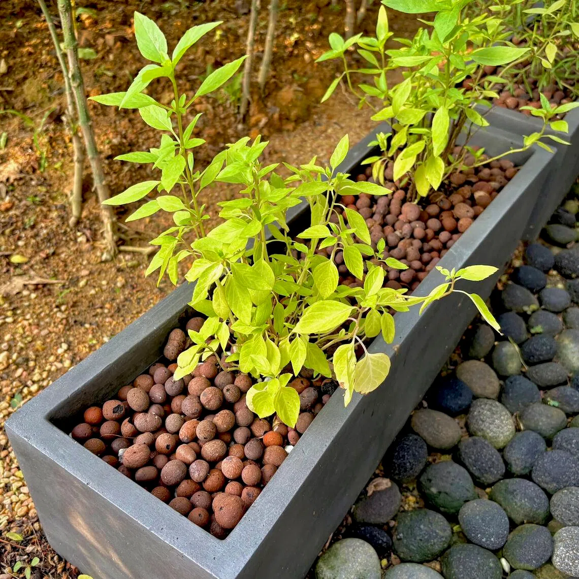 The pale green hue suggests a lack of nitrogen.