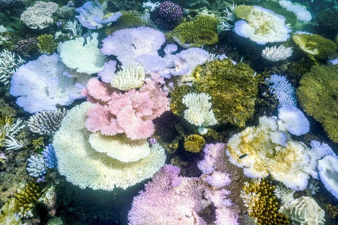 Bleached and dead coral are seen around Lizard Island on the Great Barrier Reef.