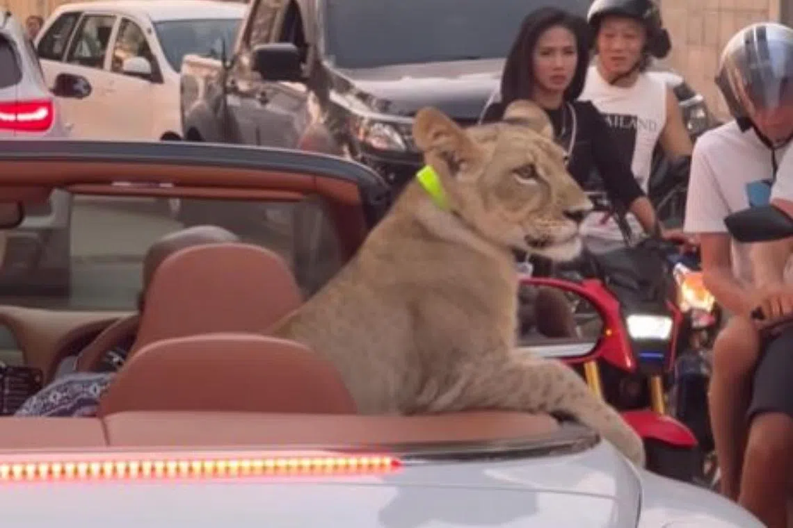 Seated at the back of a white, open-top Bentley, a lion cub was spotted going on a joyride in the streets of Pattaya, Thailand in January 2024. 