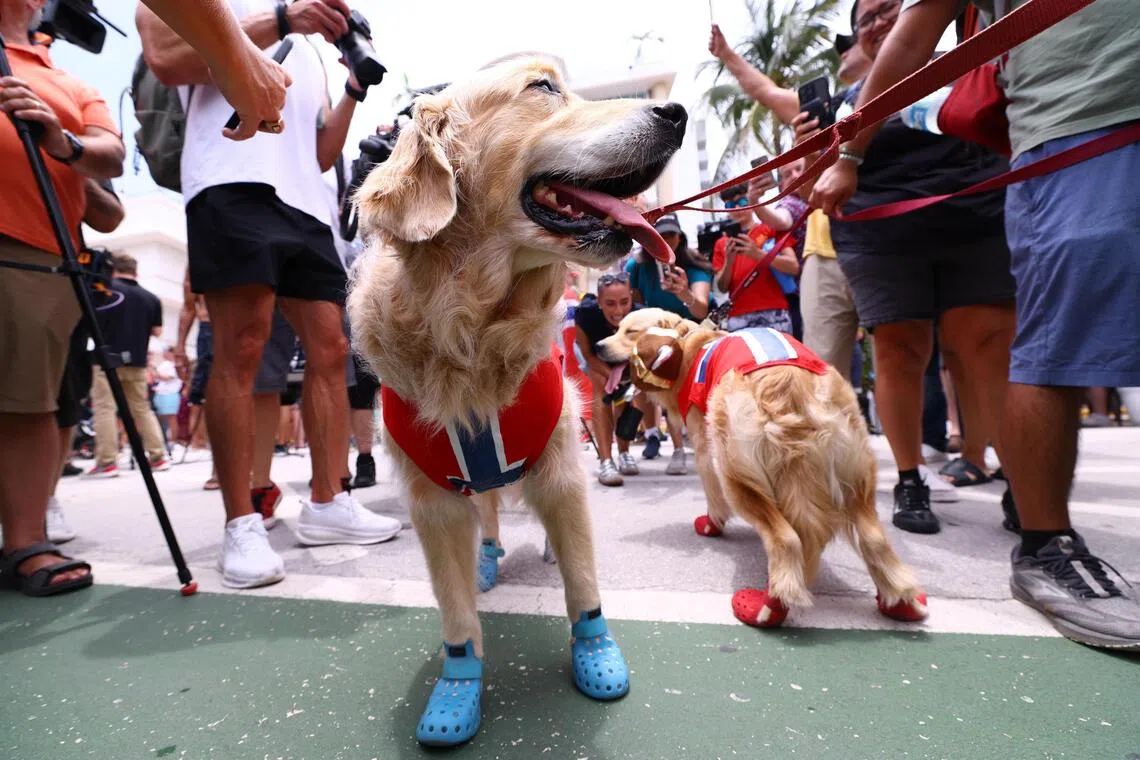 A study revealed man’s best friend can distinguish emotions in people’s faces.