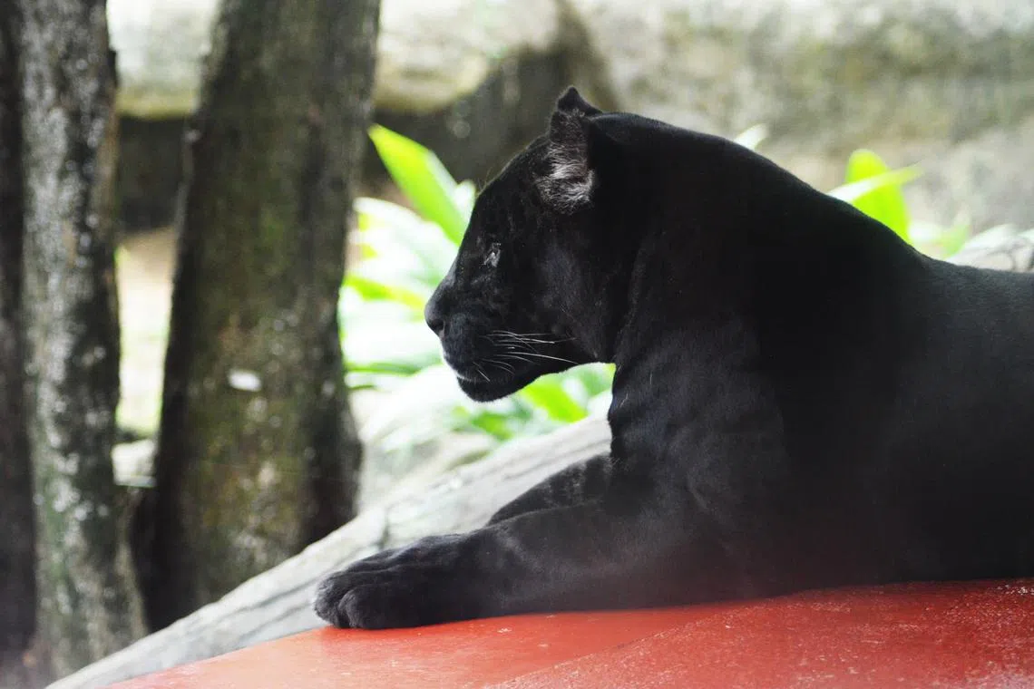 The Malay peninsula is widely known to be home to the world’s largest population of black panthers, estimated to be under 2,500 in 2020.