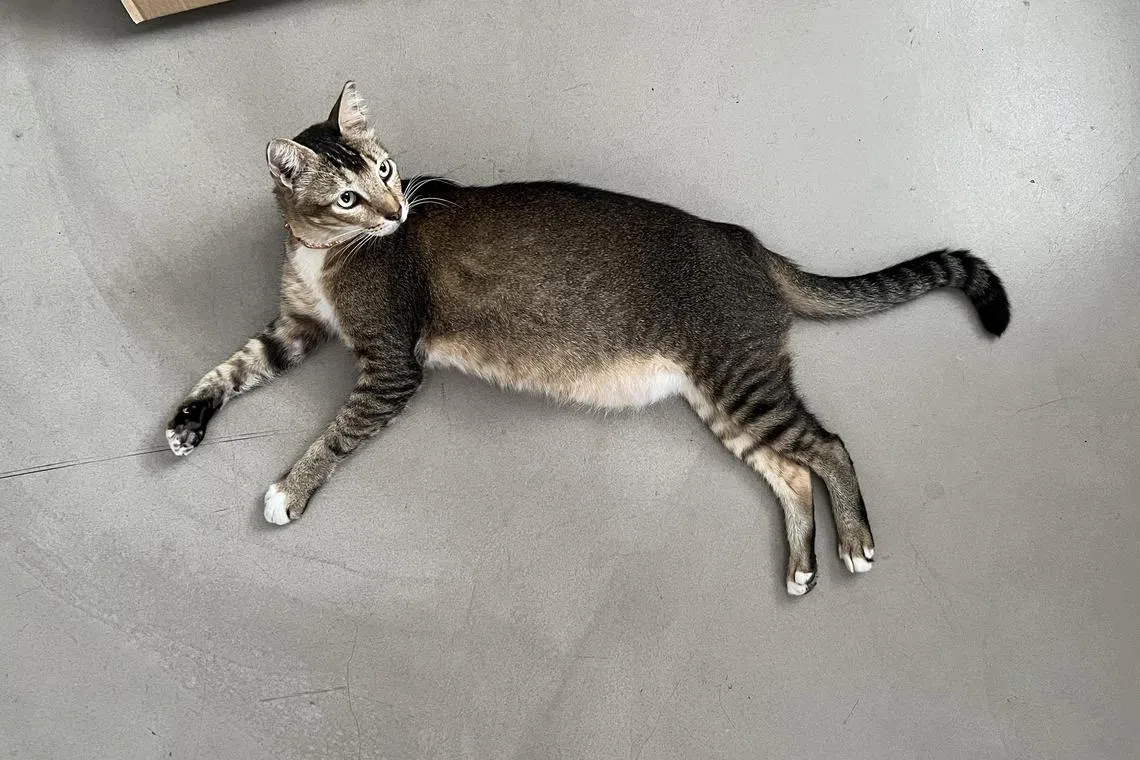 The community cat that wandered to the writer's door, which she dubbed Mun Zuk.
