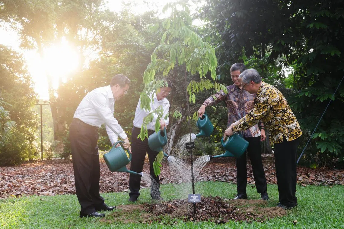 CMG20241110-ChuaKT02 蔡家增SIP30 Tree-Planting Ceremony [ Singapore Botanic Garden, Tanglin Gate ] (L-R) Jiangsu governor XuKunlin, PRC Vice Premier Ding XueXiang, Singapore DPM Gan Kim Yong, Minister in charge of SIP Chan chun Sing at the tree planting ceremony. A pessimon tree was planted.