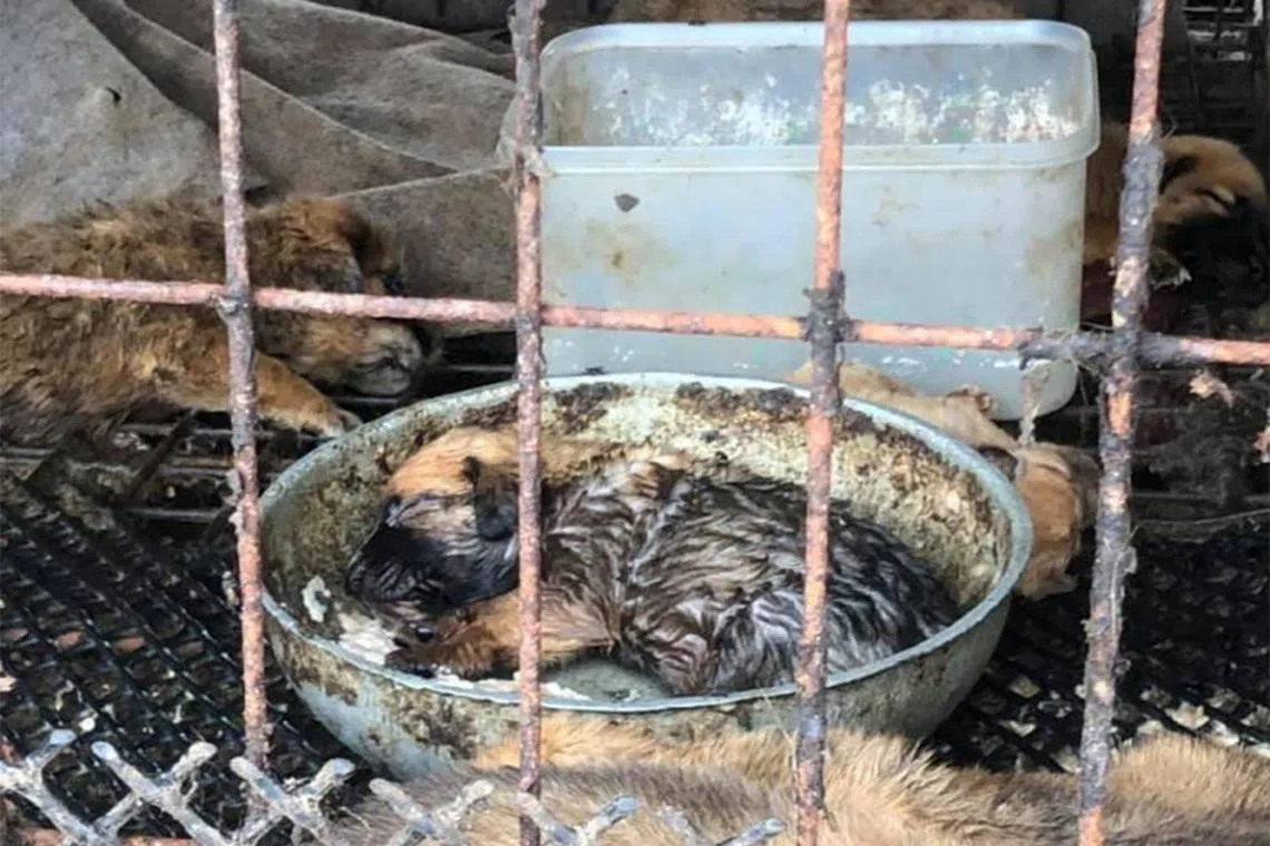 Animal Rescue Korea 119 raided a large illegal dog farm in Incheon Ganghwa, on .July 15, 2021.