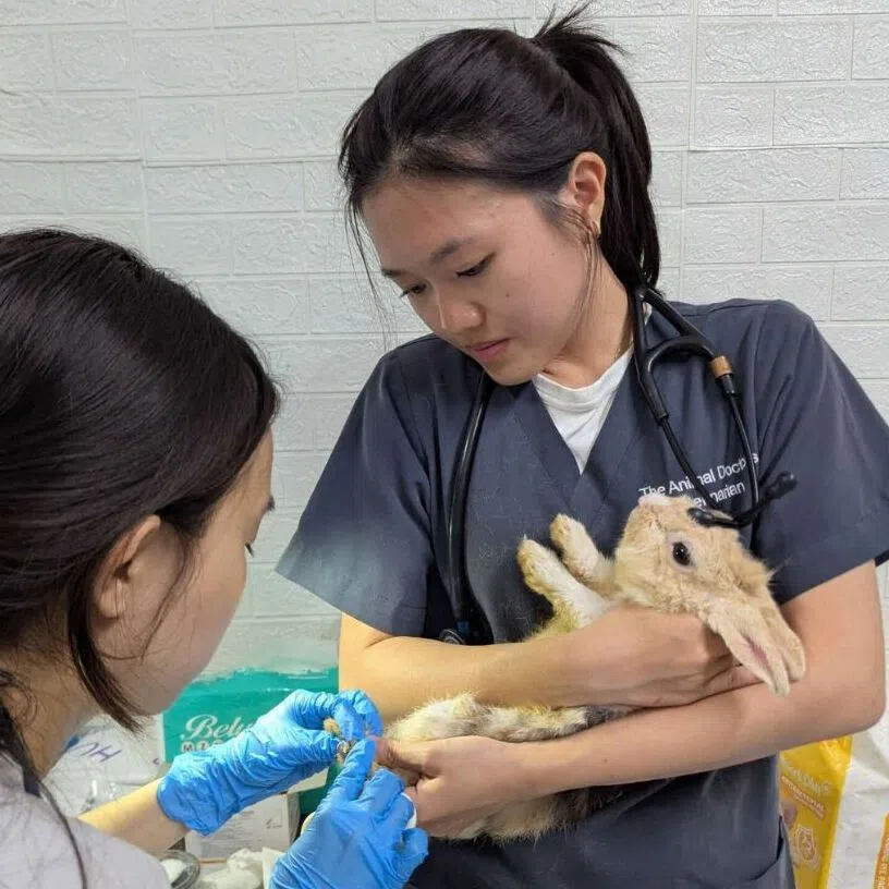 The rescued rabbits were found to have health issues, according to a Sept 21 medical assessment.