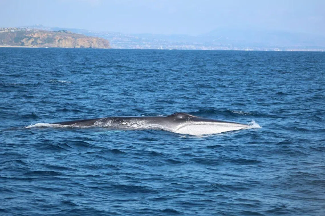 Whale that swam 32km up Washington river is found dead