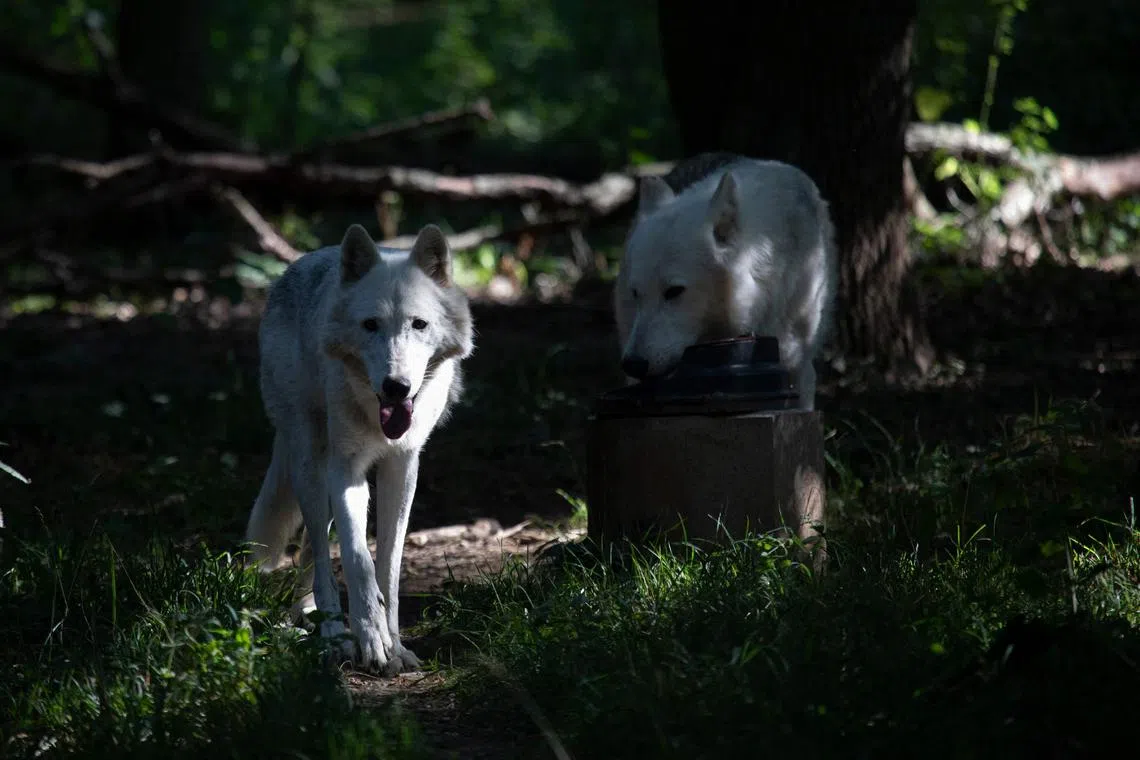 In response to a reported increase in attacks on livestock, several Austrian regions have authorised the controversial killing of wolves.