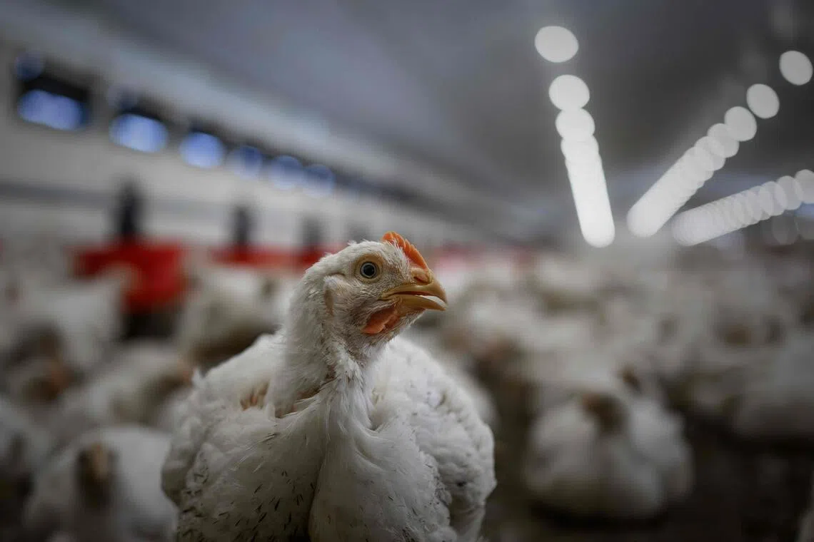 The UK and France have imposed similar restrictions on poultry venturing outdoors, amid rising avian flu cases across Europe. 
