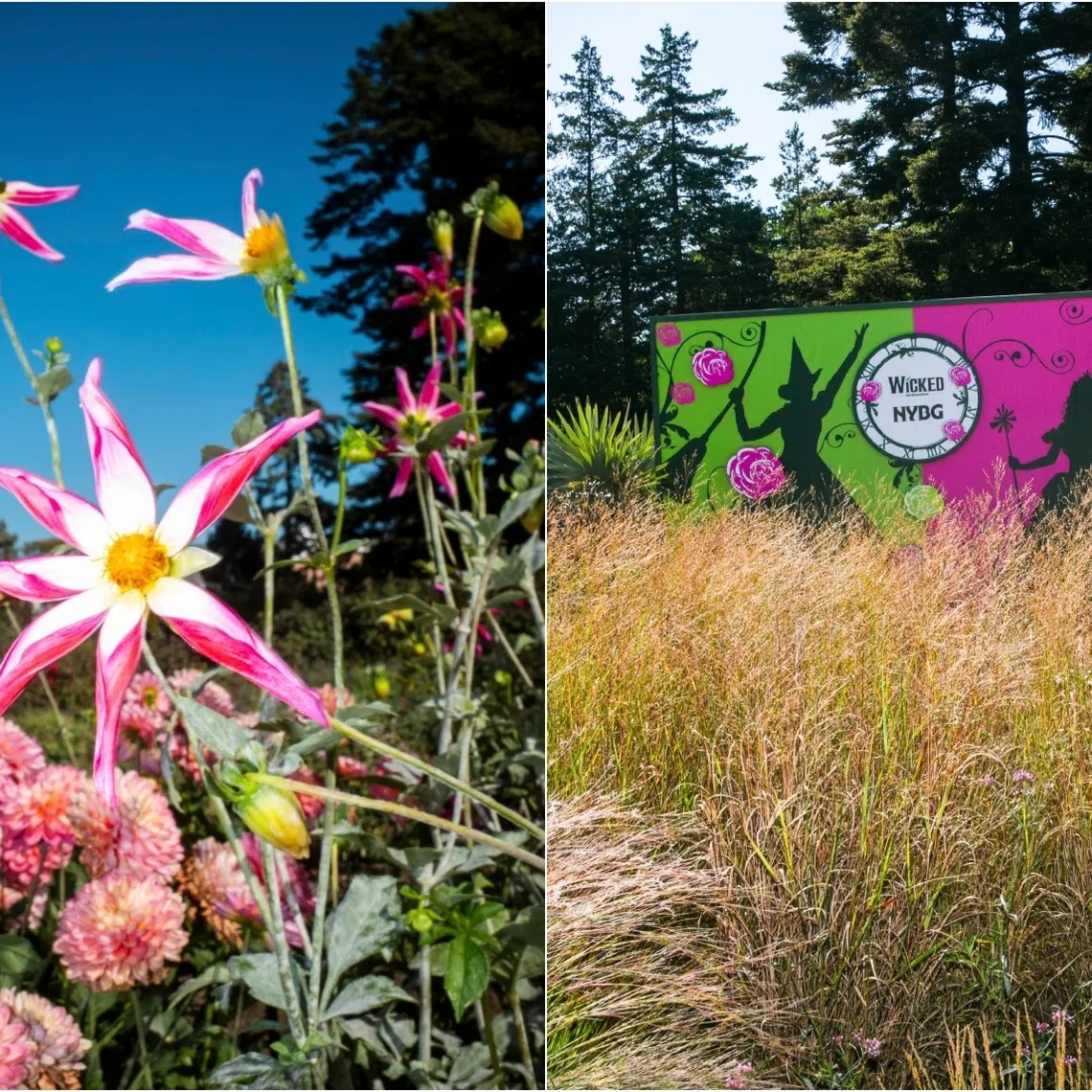 The signature colours of Wicked appear on a poster at the New York Botanical Garden. 