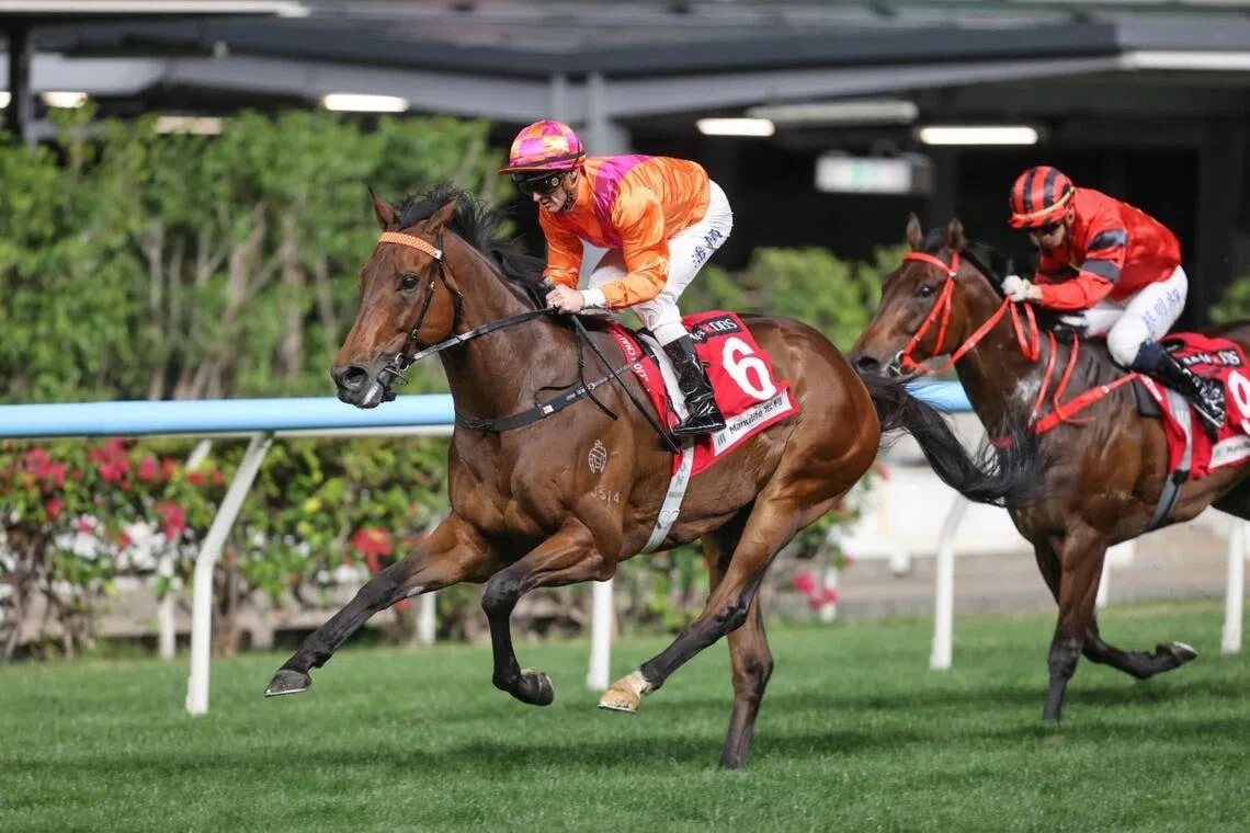 Max Que (Zac Purton) claiming the Class 3 APM Monaco Cup Handicap (1,650m)at Happy Valley on Jan 14, 2026.
