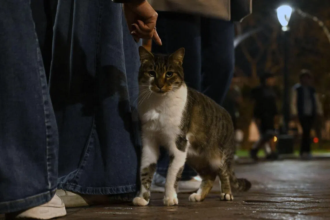 A visitor pets a cat at the Miraflores Central Park, commonly known as the  "Cats Park"  in Lima, Peru, on October 18, 2025. The cats first appeared in the park in the 1990s, when the municipality introduced them to help control a rat infestation. Today, more than a hundred cats live there, cared for by a group of volunteers who feed them, provide medical treatment when needed, and promote their adoption. (Photo by Raul ARBOLEDA / AFP)