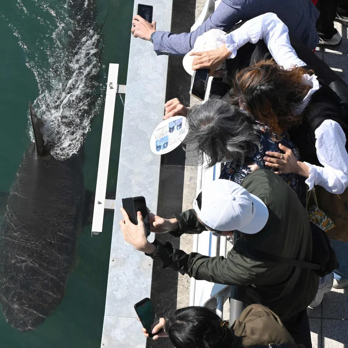 The group formed after local news reports showed nighttime visitors repeatedly disturbing the shark by shining smartphone flashlights on her.