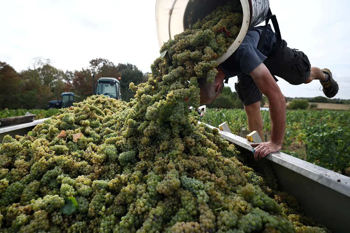 A grape picker unloading harvested grapes into a container at the Domaine de La Pepiere vineyard during the Muscadet wine harvest in Maisdon-sur-Sevres near Nantes, France, Aug 26, 2025. 