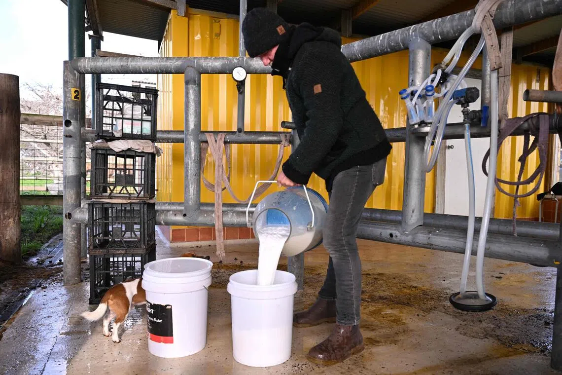 Warwick Hill, owner of the Humpalicious farm, pouring camel milk into a bucket on the outskirts of the South Australian town of Robe.