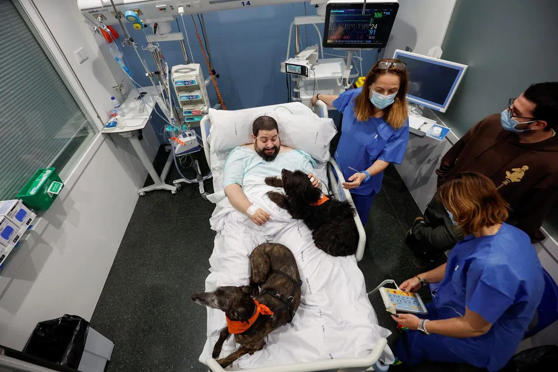 Patient Joel Bueno lies with therapy dogs as the Affinity Foundation brings dogs to comfort ICU patients at Hospital del Mar in Barcelona on April 18. 