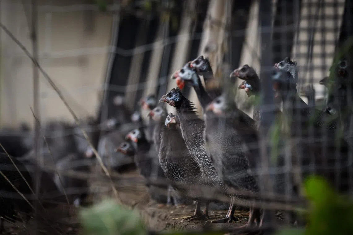 Guineafowls stand in an outdoor area near their poultry house, in Les Herbiers, western France, on December 5, 2022, as some 10 million ducks, chickens and other poultry have been culled in France since November in one of the most widespread outbreaks of bird flu in years. - Quarantine measures have been taken against the virus and French farmers are compensated by the government for losses that can run into the millions of euros. (Photo by LOIC VENANCE / AFP)
