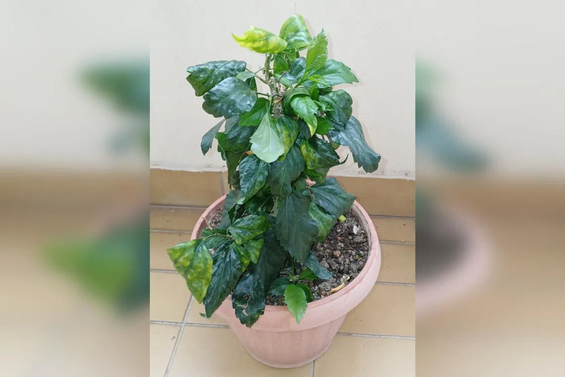 Hibiscus plants need slightly acidic soil to thrive.