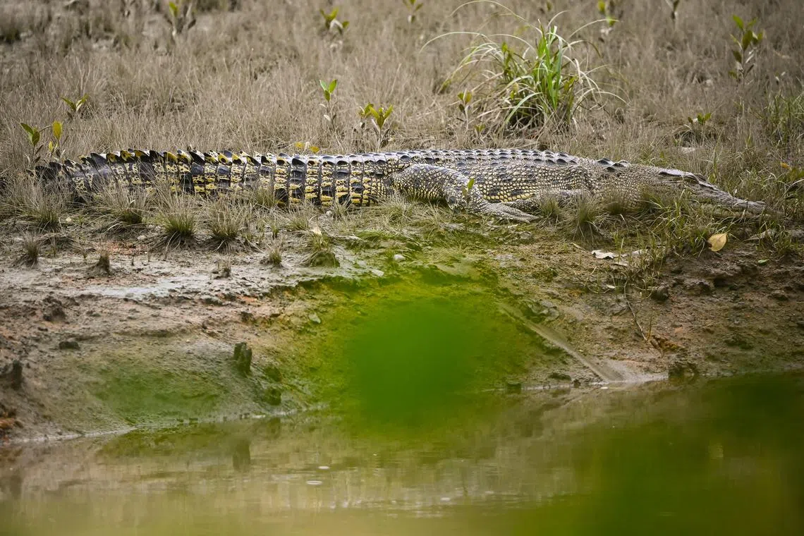 ST20220104-202253727772-Lim Yaohui-pixgeneric/
Generic photograph of Estuarine Crocodile at Sungei Buloh Wetland Reserve on Jan 04, 2022.
This is the largest crocodilian, inhabiting river estuaries and coastal regions including mangroves and remote beaches. The species was decimated by hunting for the leather trade, and is now so uncommon in most of Asia that it is bred in crocodile farms for its hide.
Though reaching up to 9 metres in length, such huge sizes are rarely seen except in parts of Australia where it receives protection from exploitation.
It feeds on various vertebrates including fish, waterbirds and various mammals, and will also eat carrion. The eggs are laid in a nest made of vegetation, which is protected by the female until the eggs hatch.
(ST PHOTO: LIM YAOHUI)
[Information from https://www.ecologyasia.com/verts/lizards/estuarine_crocodile.htm]