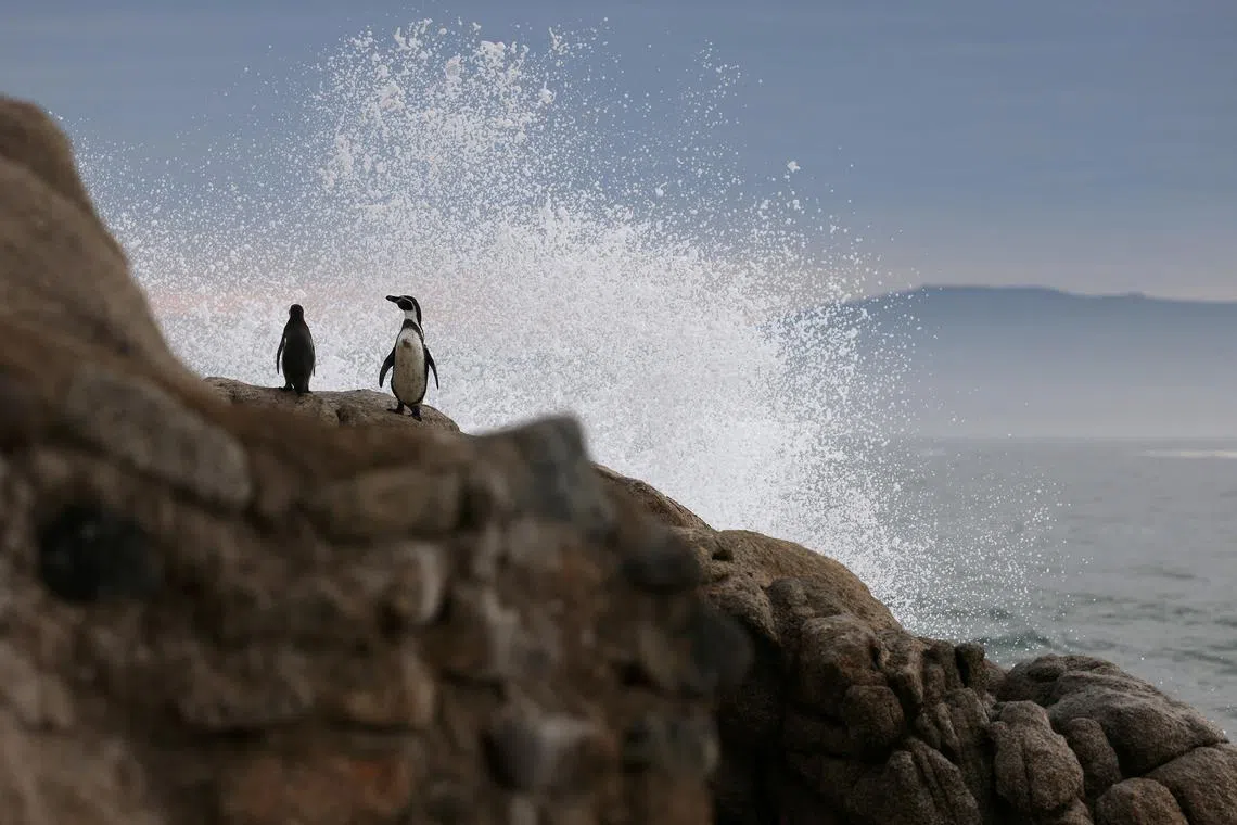Endangered Humboldt penguins stand on a rock at 'Islote pajaros ninos' where they inhabit and nest, during a burrows inspection, at Algarrobo area, in Valparaiso, Chile June 6, 2024. REUTERS/Ivan Alvarado