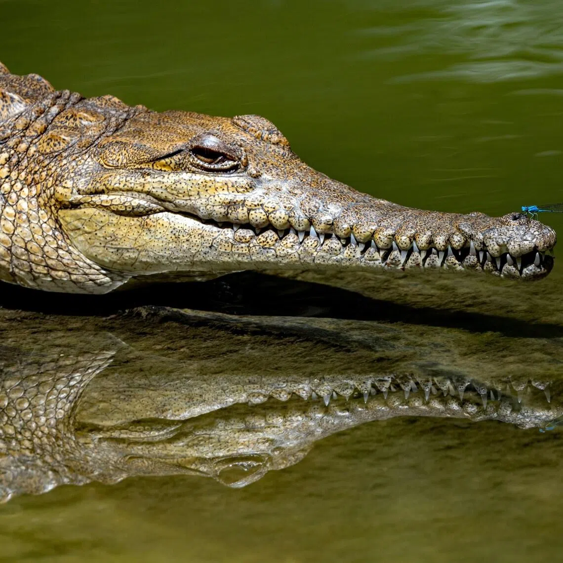More than 100,000 saltwater and freshwater crocodiles are estimated to be living across northern Australia.