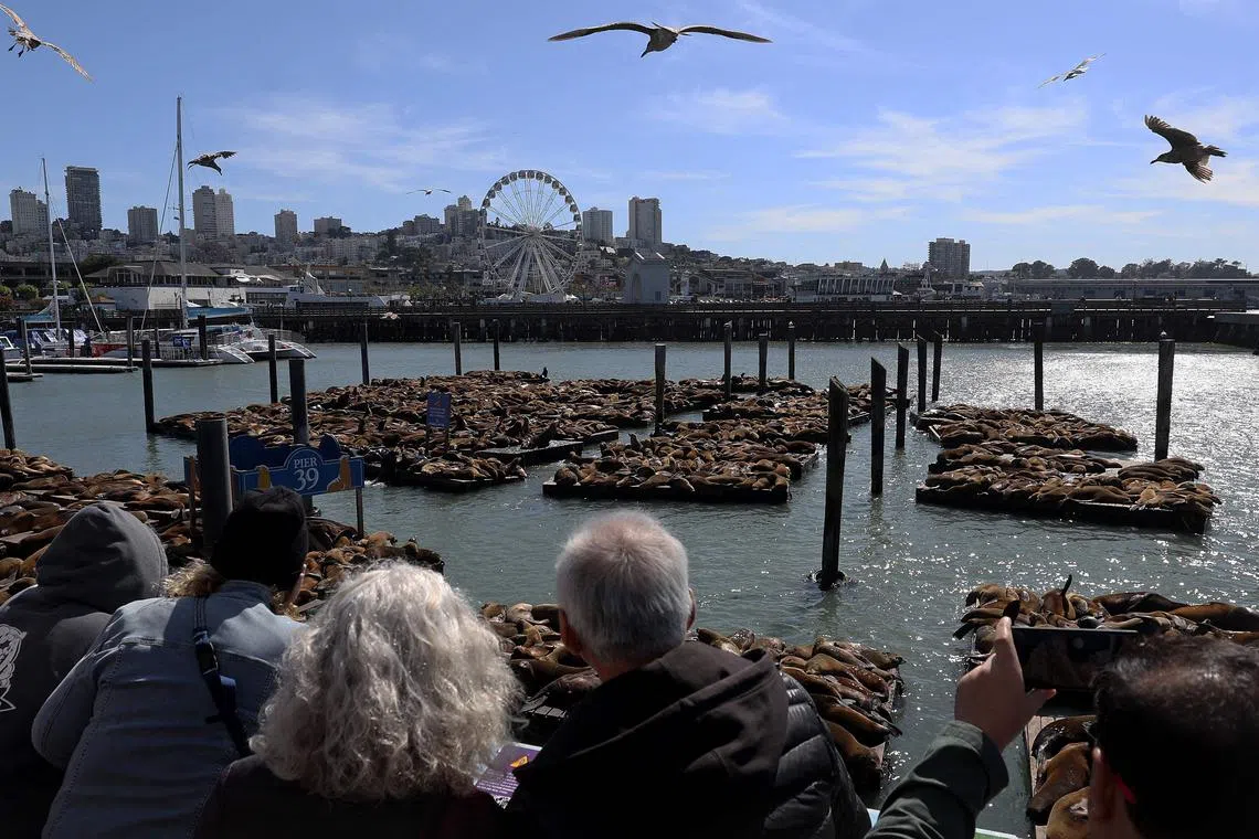 California sea lions lounge at Pier 39 in San Francisco on May 5.