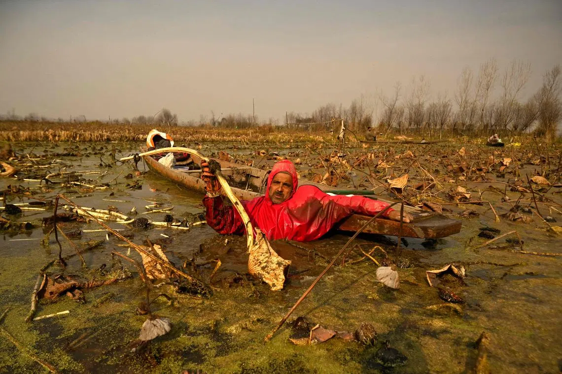 A Kashmiri farmer plucks lotus stems in the cold waters of Anchar Lake in Srinagar, on Dec 10, 2024. 