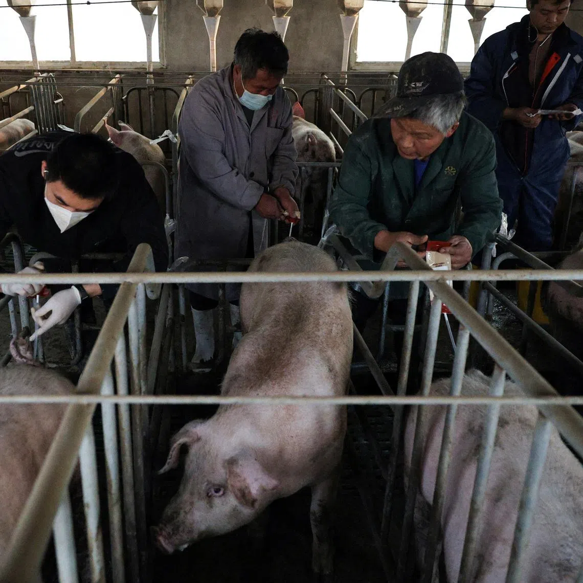Workers artificially inseminate sows at a pig farm in Taizhou on Jan 15. China is moving to deploy new technologies for and to promote fermented feed amid a trade stand-off with the US.