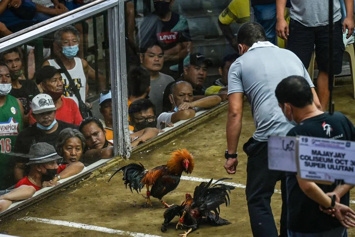 In this file photo taken on Aug 26, 2022, people watch a cockfighting match at the San Pedro Coliseum in Laguna province in the Philippines.