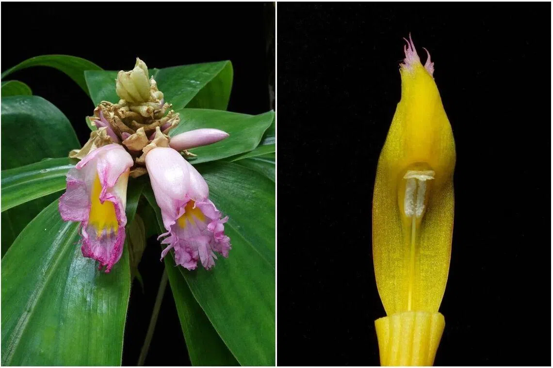 The striking species was only formally described in 2016, from the Doudou Mountains located in south-western Gabon.