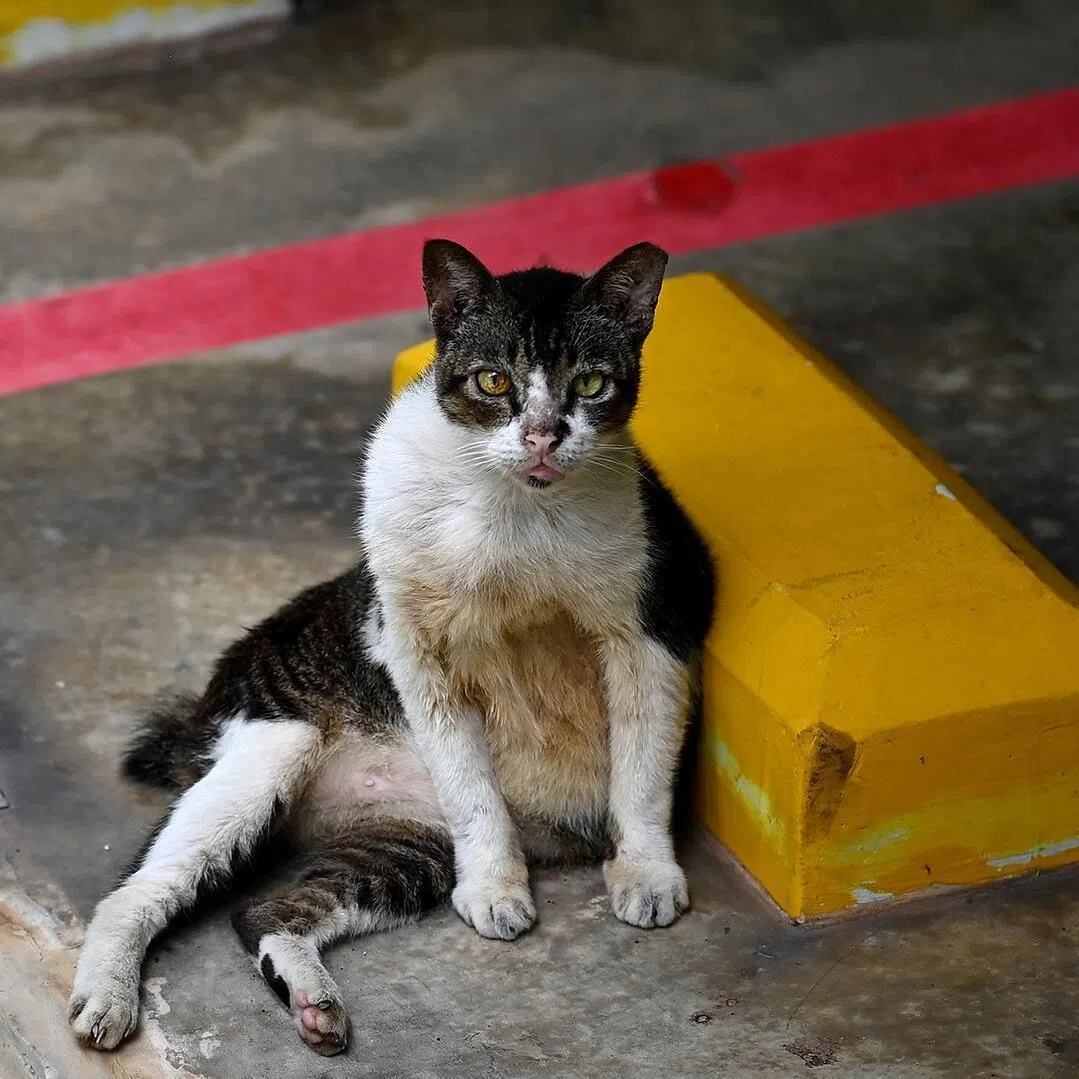 SPCA investigated a total of 608 confirmed cases in 2025, a decline from the 961 seen in 2024, according to its annual report.