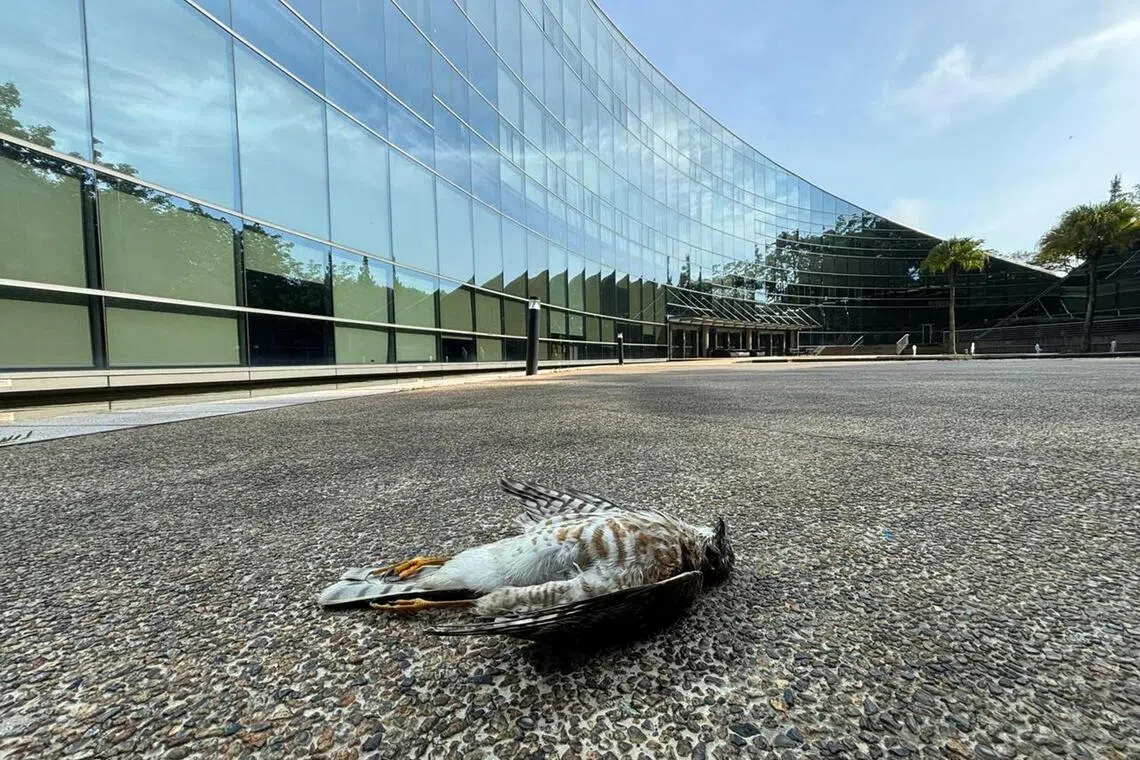  A prone Japanese sparrowhawk at NTU's School of Art, Design and Media building.
