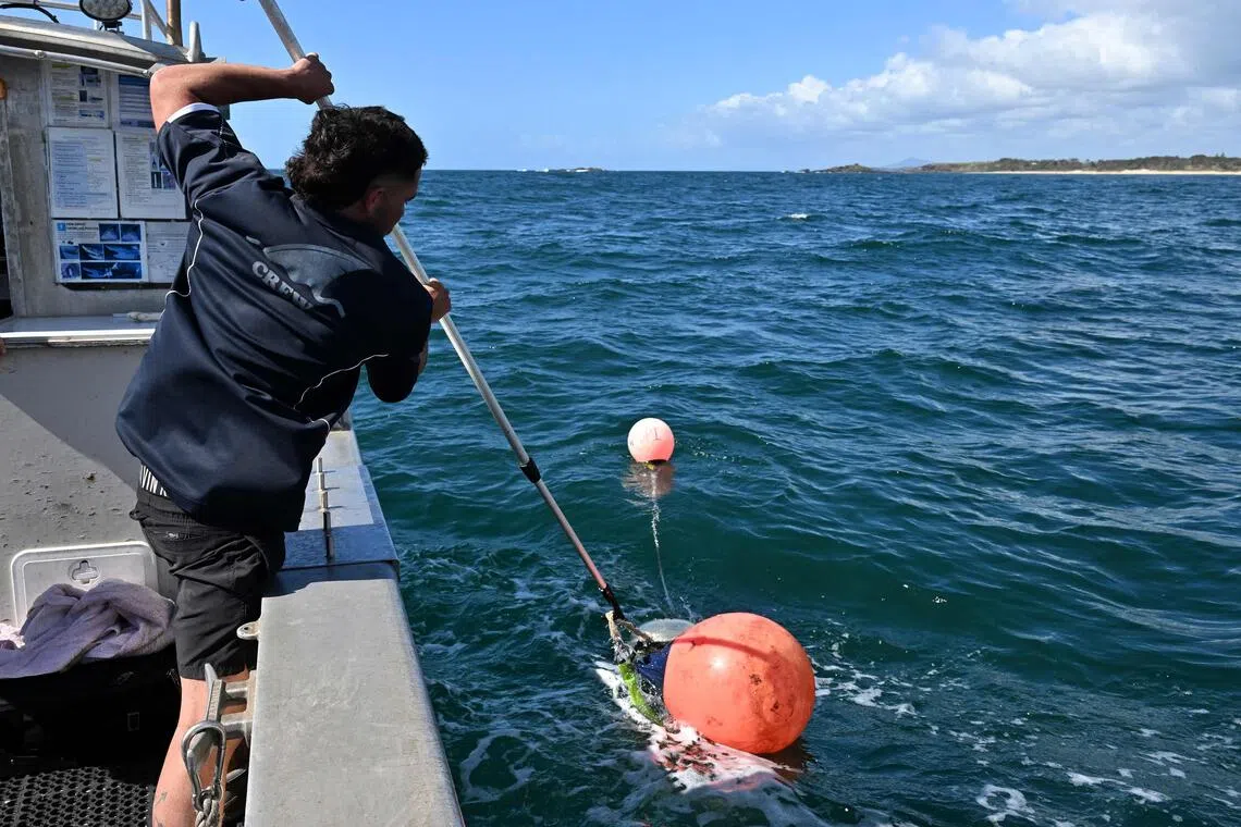 A worker from the state's shark monitoring programme retrieves smart drumlines equipped with baited hooks deployed in waters near Coffs Harbour in New South Wales.