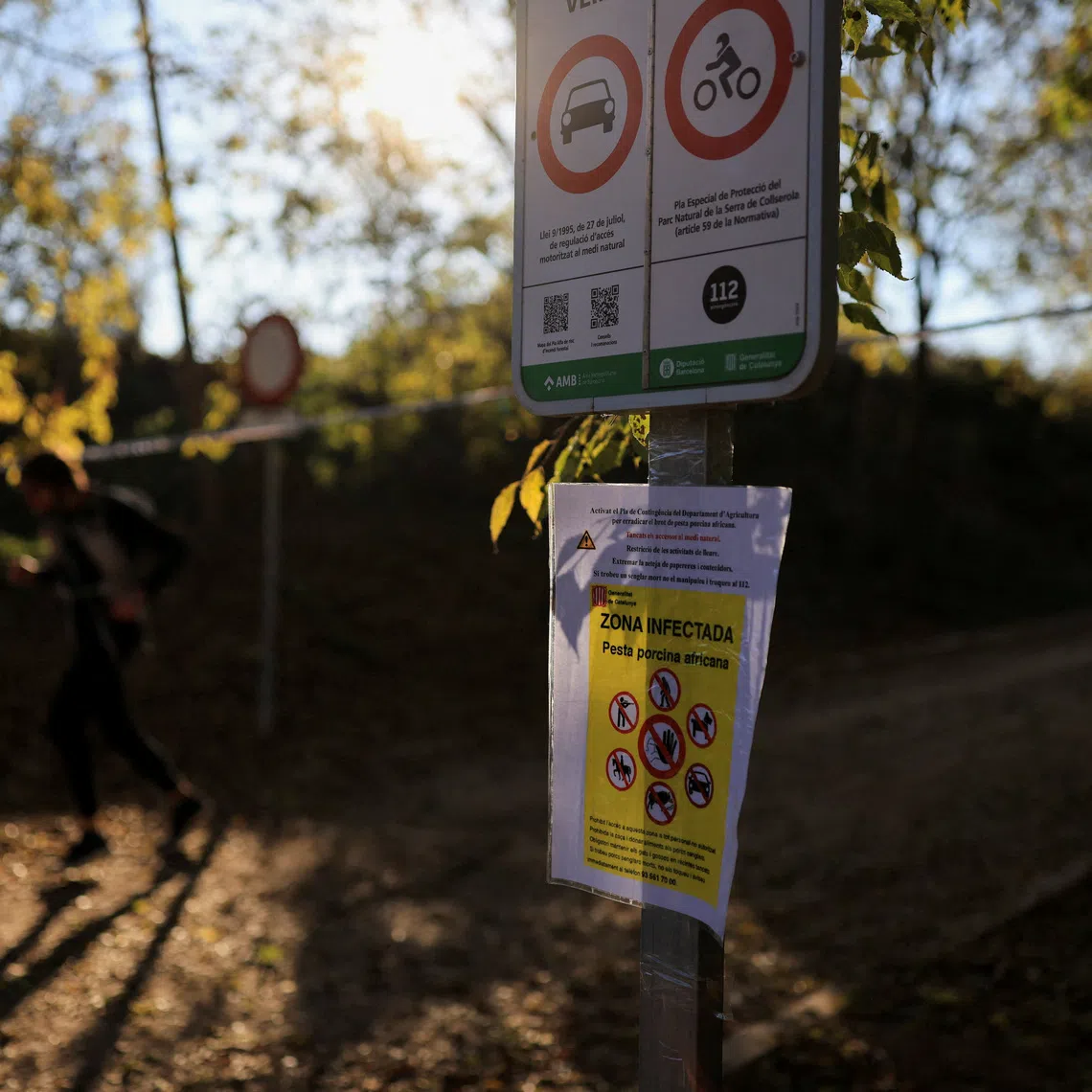 FILE PHOTO: A man runs at an area closed-off for hiking due to the African swine fever virus, near a sign informing people at Collserola Park, in Cerdanyola del Valles, on the outskirts of Barcelona, Spain, December 1, 2025. REUTERS/Nacho Doce/File Photo