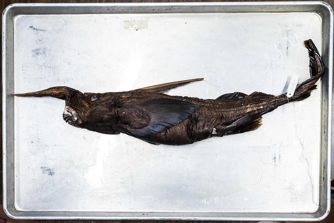 New species of ghost shark may have been found in Costa Rica