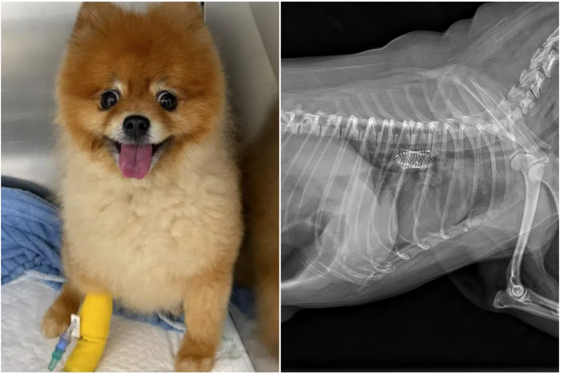 Poor air quality could exacerbate existing respiratory problems, especially for small-breed dogs like pomeranians.