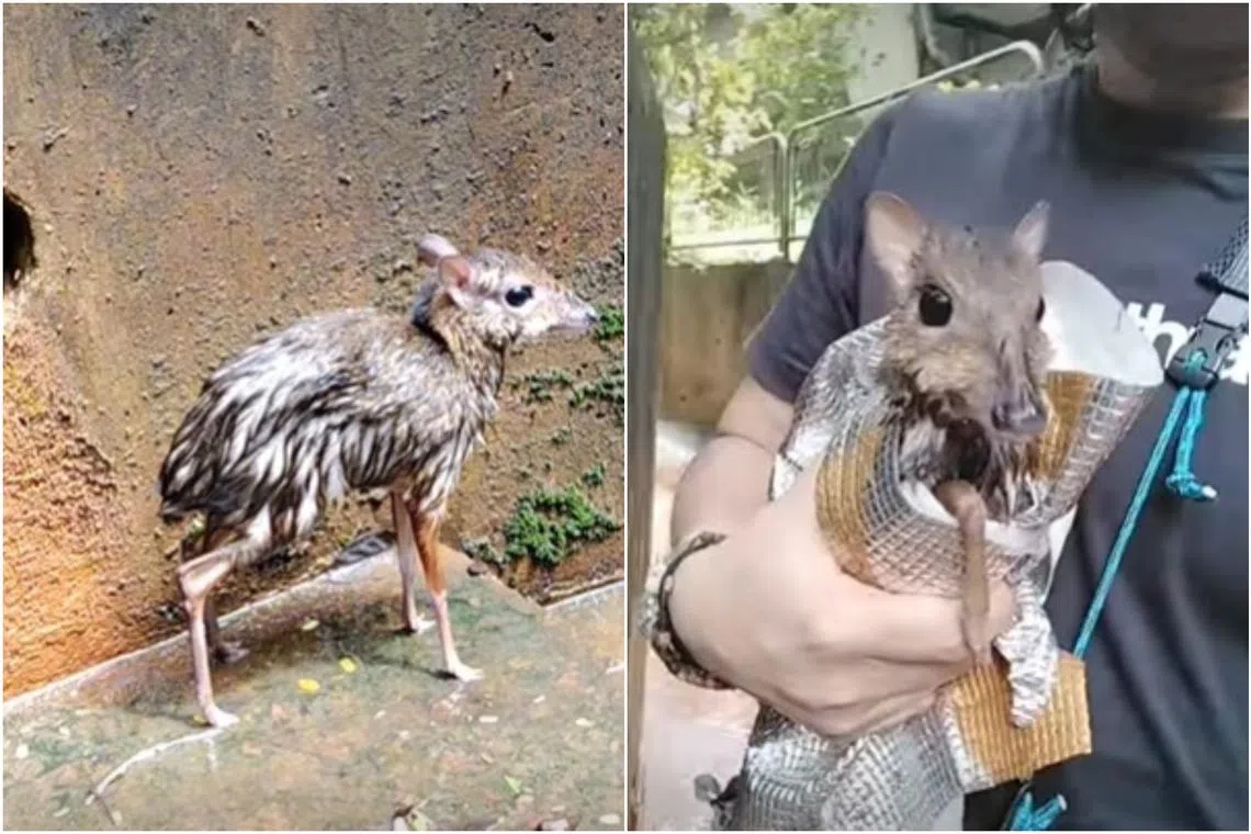 The lesser mousedeer is the smallest known hoofed mammal that is widely distributed across South-east Asia. 