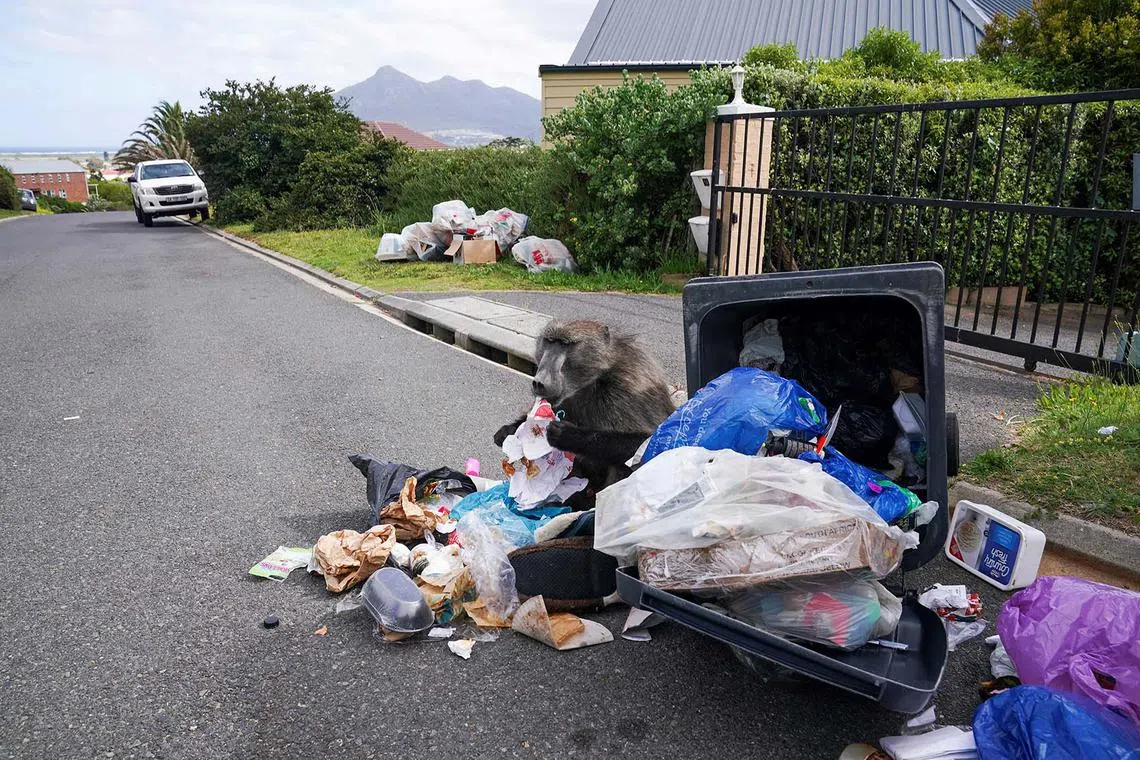 A Chacma baboon feeding during a raid on refuse bins by a troop of Chacma baboons foraging in the residential neighborhood of Capri in Cape Town, South Africa, Oct 14, 2024.
