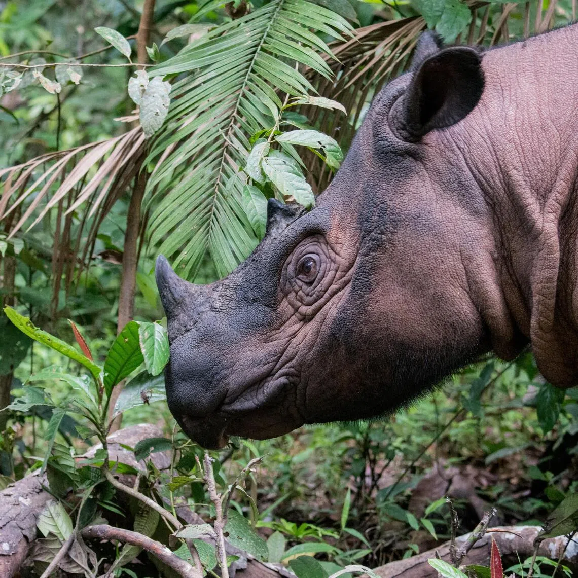 The Sumatran Rhino is one of the world’s rarest and most threatened mammals.