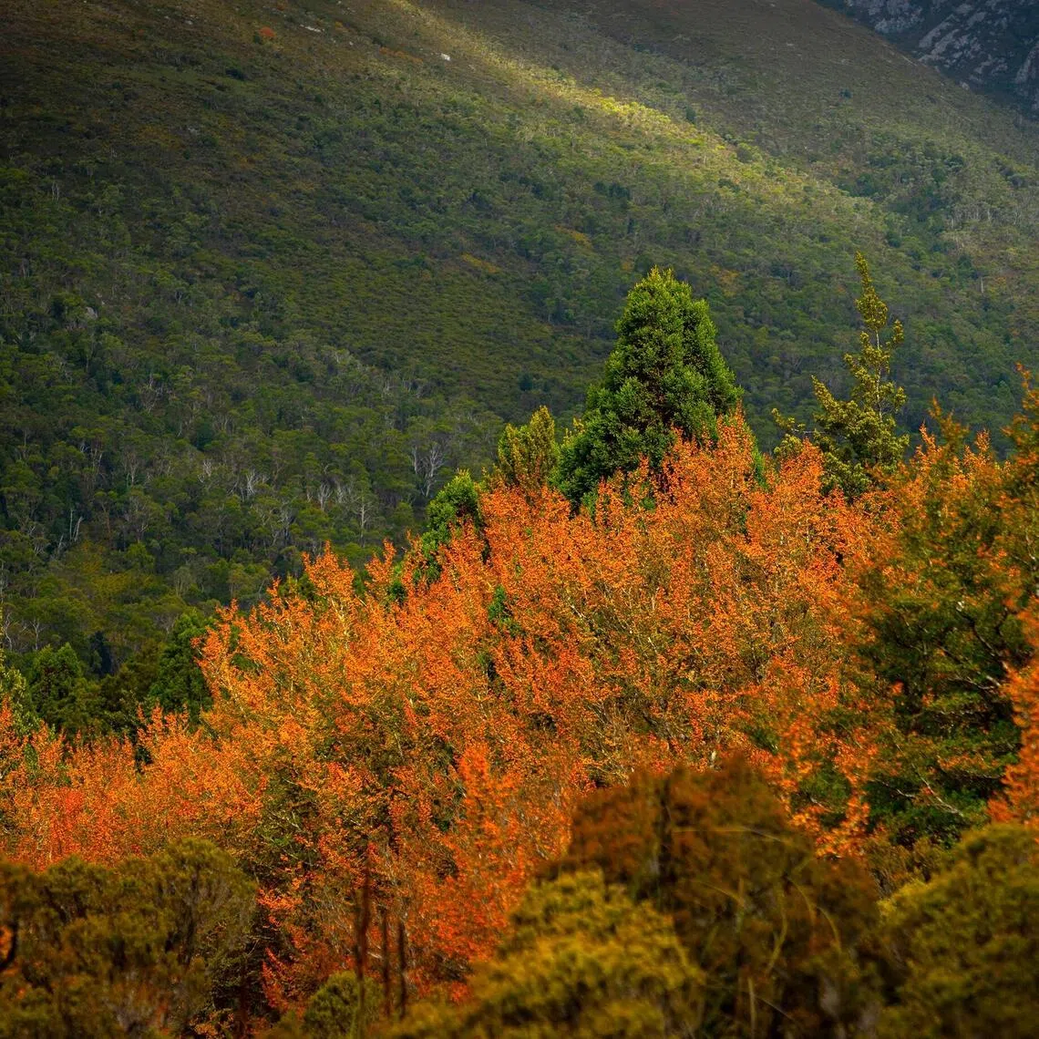 In autumn, Tasmania’s only native cool-climate deciduous tree – the fagus, or deciduous beech – transforms highland landscapes into a tapestry of gold and amber. 